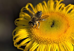 bee, beautiful flowers, flower background, insect, pollinate, pollination, flower, winged insect, wings, nature, hymenoptera, entomology, macro, flower wallpaper, blossom, bloom, nectar, animal world, pollen, world bee day, yellow